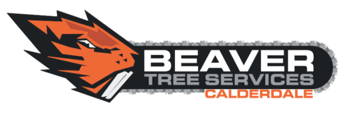 beaver-tree
