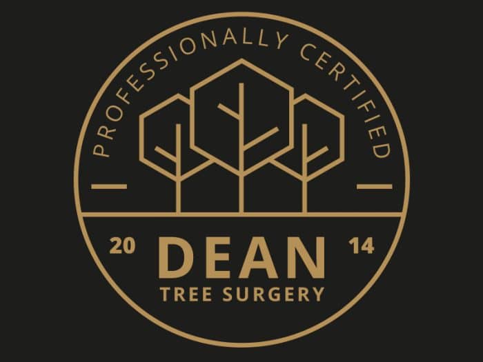 dean-tree